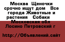 Москва! Щеночки срочно ищут дом - Все города Животные и растения » Собаки   . Московская обл.,Лосино-Петровский г.